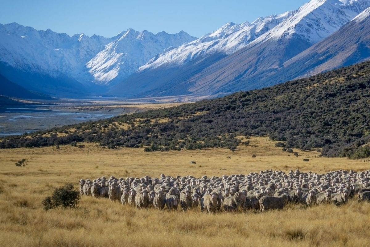 laine merinos ZQ merino