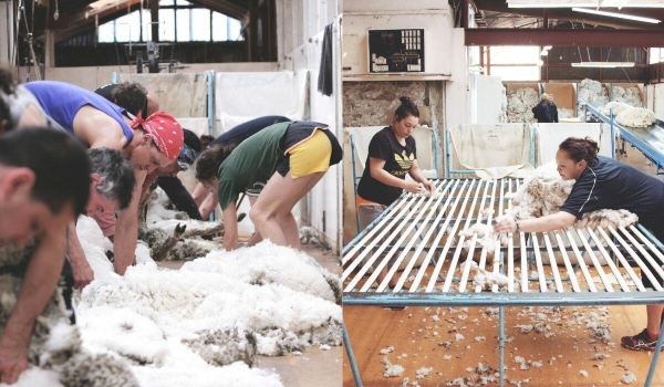 shearing and sorting of Wolbe merino wool